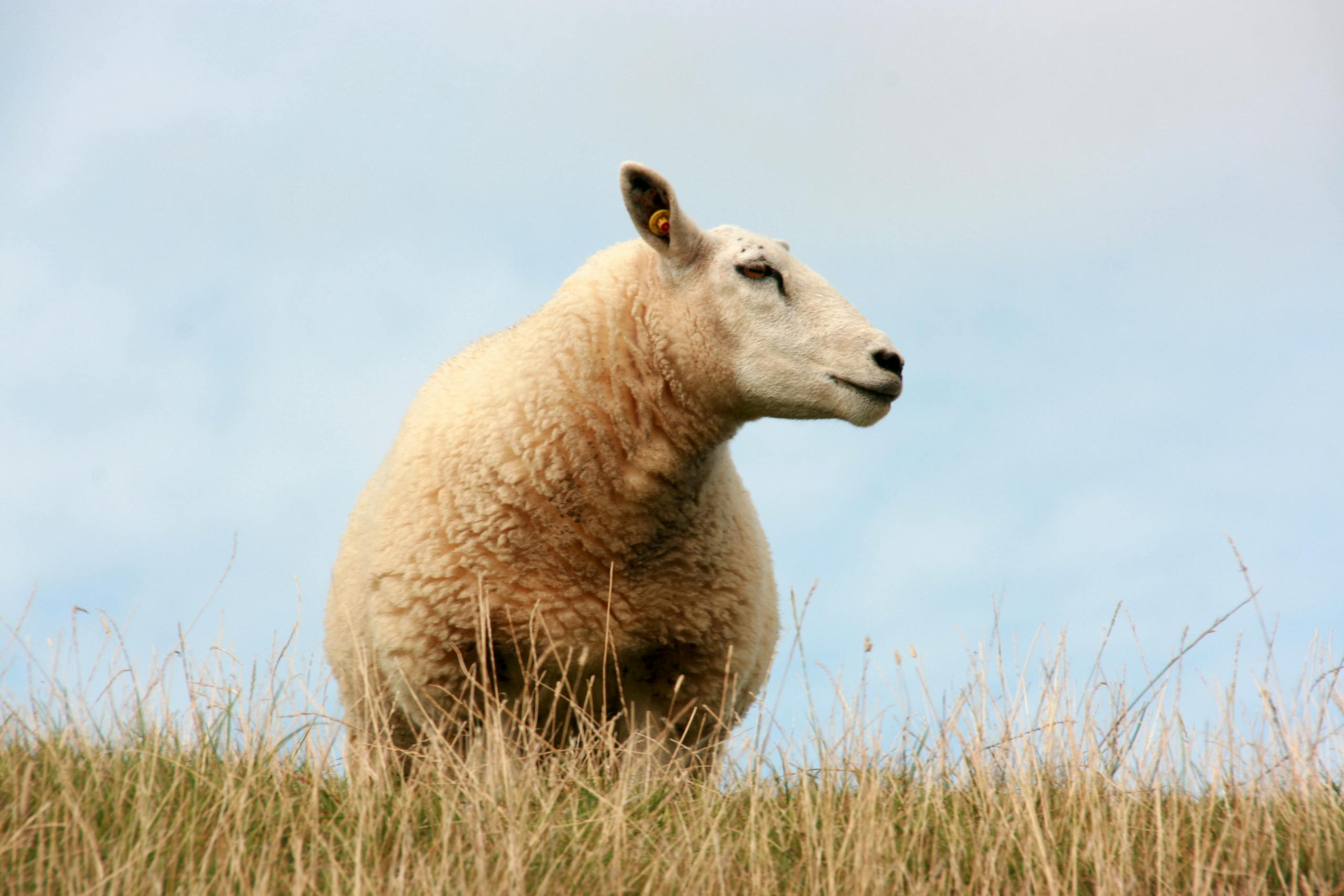North Country Cheviot sheep standing in a grassy rural field under a blue sky.