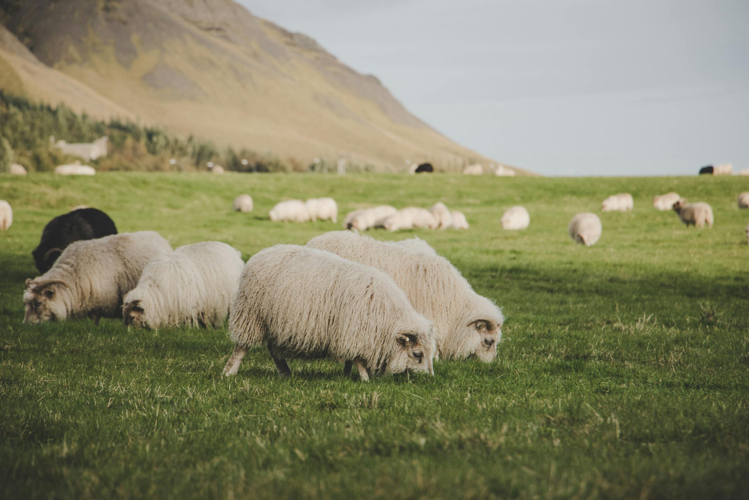 Sheep grazing peacefully in the lush green pastures of rural Iceland, surrounded by mountainous landscapes.